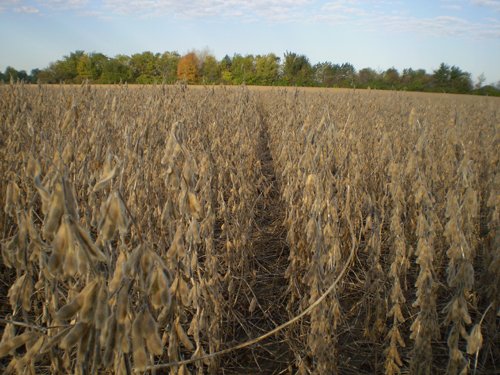 Property photo 16 - 75+/- Acres in 9 Tracts